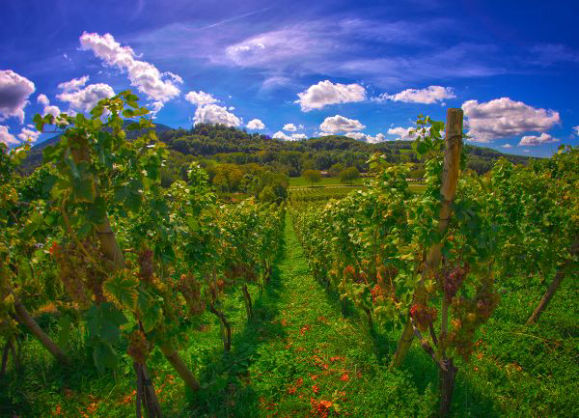 weinberge um badenweiler